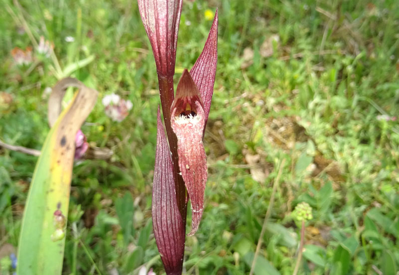 Serapias vomeracea - Gargano (FG)